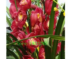 Grande promozione 100 PCS scuro semi rossi cinesi Cymbidium fiore orchidea Indoor Semi Fiori in vaso Cicada Orchid Seeds