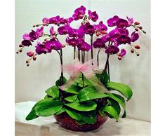 orchidee phalaenopsis Bonsai semi balcone farfalla fiore di orchidea per casa Impianto 100 semi / pacchetto