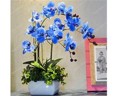 Rare Semi Orchid Bonsai Blue Butterfly orchidea bella Phalaenopsis 100 PCS