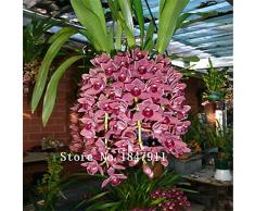 Grande vendita Belle Monkey Face orchidee semi, varietà più piante bonsai orchidea semi, varietà di vendite limitate -100 pc SE