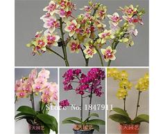 Grande vendita Belle Monkey Face orchidee semi, varietà più piante bonsai orchidea semi, varietà di vendite limitate -100 pc SE