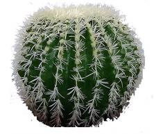 Cactus Grusone - Pianta Artificiale Da Arredo Interno - Diam 35 cm