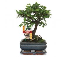 Exotenherz.de - Bonsai Ulmus parviflora, forma sferica, 6 anni