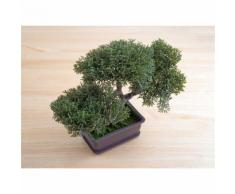 BONSAI FICUS RETUSA VASO DIAM. 50 CM - VEG SRLS