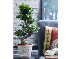 BONSAI FICUS GINSENG S-SHAPE VASO DIAM. 45 CM - VEG SRLS