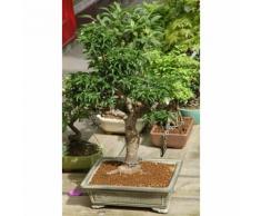 BONSAI FICUS RETUSA VASO DIAM. 60 CM - VEG SRLS