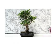 Bonsai Ficus retusa - 12 anni - 30 cm