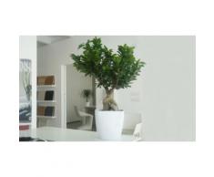 Bonsai Ficus Ginseng - Età 10 anni - 16 x 60 cm