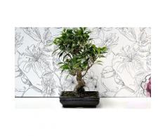 Bonsai Ficus Retusa 20 cm