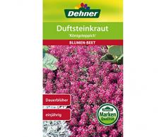 Dehner Blumen-Saatgut, Duftsteinkraut Königsteppich, 0.7 g Sementi, 5er Pack (5 x 0.7 g)