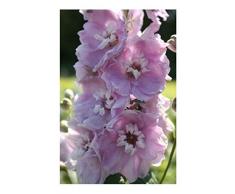 Premier Semi diretto DEL04F Delphinium fiore Fontana Magica Cherry con semi Bianco Bee (pacchetto di 50)