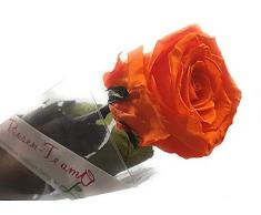 Rose te amo regalo per lei - REAL FLOWER - 3 ANNI shelf life SENZA ACQUA - 1 Rose dura - i nostri fiori ESCLUSIVI sono reali. Il regalo della festa della mamma è perfetto anche come bouquet