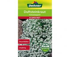 Dehner Blumen-Saatgut, Duftsteinkraut, Schneeteppich, 0.7 g Sementi, 5er Pack (5 x 0.7 g)