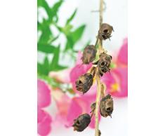 Teschio set di piante con terra fertile, fertilizzante, semi/Skull Plant