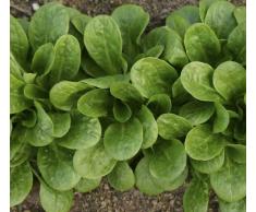 Insalata di mais - lattuga vitale di roccia - 2 grammi circa 750 semi