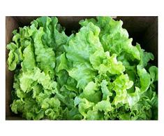 Premier Seeds Direct LET02 Semi di insalata black seeded (confezione da 2000)