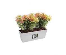 Elho Loft Urban Trough Vaso da Balcone, Bianco, 49x17.3x18 cm