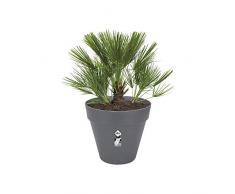 Elho Loft Urban Round with Wheels Vaso da Giardino, Antracite, 59x59x53.2 cm