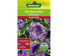 Dehner Blumen-Saatgut, Glockenrebe Violettkönigin, 2.5 g Sementi, 5er Pack (5 x 2.5 g)