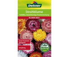 Dehner Blumen-Saatgut, Strohblume Gefüllte, riesenblumige Prachtmischung, 1.1 g Sementi, 5er Pack (5 x 1.1 g)