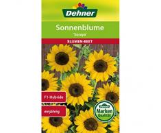 Dehner Blumen-Saatgut, Sonnenblume Soraya, 6 g Sementi, 5er Pack (5 x 6 g)