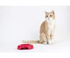 United Pets GI0111TO Kitty Piattino in Polipropilene Tortora - 0.22 kg