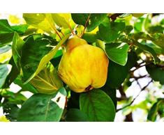 ALBERO DI MELO -MALUS DOMESTICA-COTOGNO- pianta vera da frutto da esterno