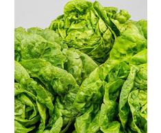 Semi di lattuga con insalata di 100 pz/borsa Semi semi-sempreverdi vibranti perenni buoni raccolti per giardino Verde
