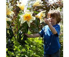 COOTO Giglio Bulbi Fiori Perenni da Esterno – Rizoma Giglio dAlbero High Tea XXL - Bulbi Giglio Piante Vere da Esterno - Gigli Fiori - Semi Fiori Perenni Giardino - Lilium Bulbi Fiore