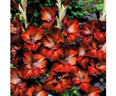 5x Gladioli bulbi Piante bulbi Pianta perenne da giardino Bulbi da fiore Gladiolus Chocolate Fiori grandi