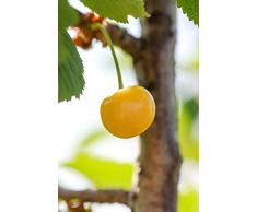 Albero di Ciliegio pianta di ciliegia varietà Bianca Di Verona Età 2 anni pianta vera di ciliegio in vaso venduta da eGarden.store