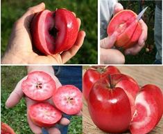 3 x redlove MELA SEME COMPLETO ROSSO GIARDINO albero pianta frutta SEMI COMMESTIBILE GUSTOSO #328