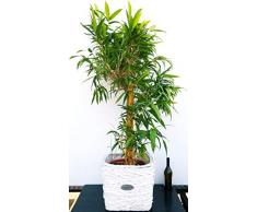 POWERS TO FLOWERS - BAMBU, BAMBOO, BAMBUSA A FOGLIA LARGA, pianta vera