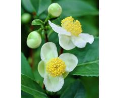 30 Camellia Sinensis GreenFresh Fragrant Rare