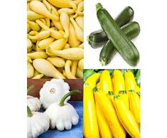 PLAT FIRM Semi di GERMINAZIONE: 1 Medley: Squash Medley Sommer Black Beauty-o-Gris di zucchine + Blanc pétoncle-Samen