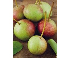 ALBERO DI PERO-PYRUS- MEDITERRANEO 'FALSA RECCHIA'- pianta vera da frutto da esterno