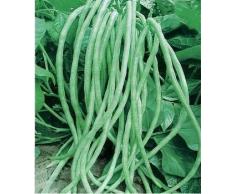 Semi di fagioli lunghi 15g Serpente/Yard-Long Fagioli asparagi Red Noodle Pole Bean Garden Verdura Biologico Green Fresh Chinese Seeds