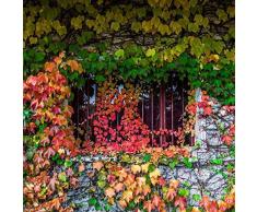 Portal Cool 10 pezzi/borsa: colorato giallo rosso verde blu edera semi rampicante anti-radiazioni allaperto He8Y 02