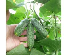Haloppe 300 Pz Cetriolo Frutta Verdura Semi per Giardino Domestico Piantare, Frutta Semi di Cetriolo Orto Pianta Bonsai Semi Di Cetriolo