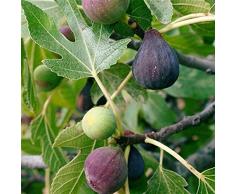 Pianta da frutto ALBERO SIMILE DI FICO -FICUS CARICA-VIOLA DOMENICO TAURO A RADICE NUDA - 1 METRO