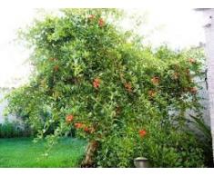 pianta piante albero astone di melograno da fiore in vaso