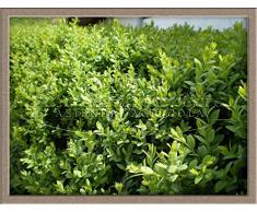 40 PIANTE PIANTA DI BOSSO BUXSUS SEMPREVIRENS ARREDO BORDURA GIARDINO ESTERNO