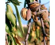 PIANTA ALBERELLO DA FRUTTO ALBERO DI MANDORLO DAL GUSCIO TENERO 151