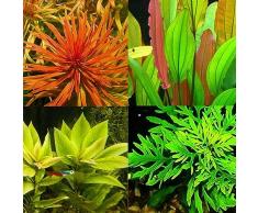 PERZOE 300/500 Pz Semi di Piante Acquatiche Rare, Acquario Subacqueo Muschio Erba Stelo Decorazione Stile misto 300 pezzi