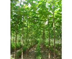 Paulownia Paulownia Elongata Semi nuovo albero Foresta Semi, in rapida crescita semi di albero di Paulownia albero pianta Outdoor 100 pc/Bag