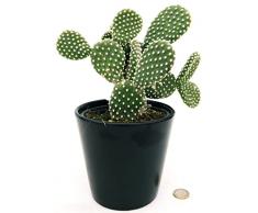 POWERS TO FLOWERS - FICO DINDIA, OPUNTIA COMPATTA A SPINA BIANCA, VASO COCCIO 15CM DIAMETRO, pianta vera