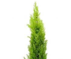 Euro Palms 82606962, Pianta Ornamentale: Cipresso di Leyland, 90 cm, Verde (Grün)