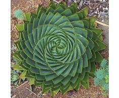 Saterkali Semi di Aloe Vera, 50 Pezzi di Aloe Vera Semi Naturali Vitali Piante grasse Rare Semi di Piante per Parco Semi di Aloe