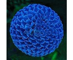 3Pezzi Bulbi blu unici della dalia della palla di fuoco Bellissimi bulbi da fiore Pianta perenne Tuberi della dalia