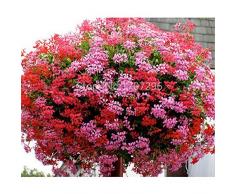 vegherb Edera Foglia Geranio Mix - Pelargonium Peltatum - 10 Semi Finest di questanno